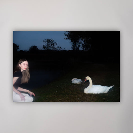 'The Swans' Print